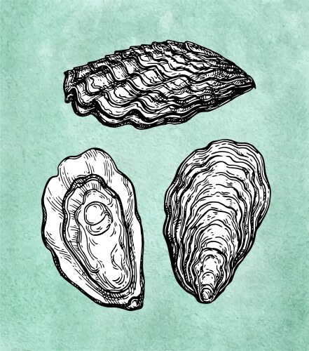 oysters ink sketch vector image