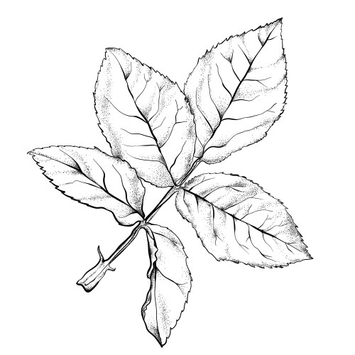 Rose leaf Royalty Free Vector Image - VectorStock