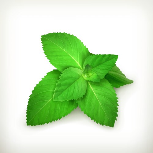 Fresh mint seamless pattern Royalty Free Vector Image