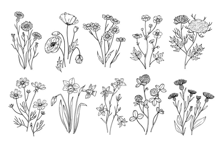 Wildflower Sketch Collection Vector Image
