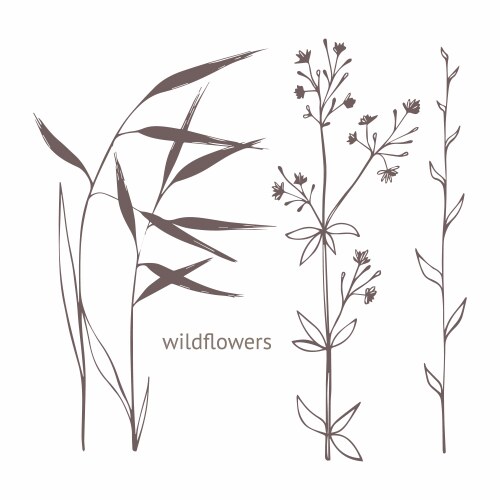 Floral Wildflower Sketch Set Vector Image