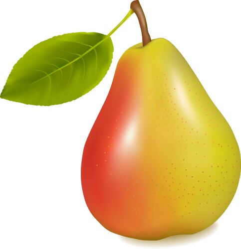 Juicy ripe pear Royalty Free Vector Image - VectorStock