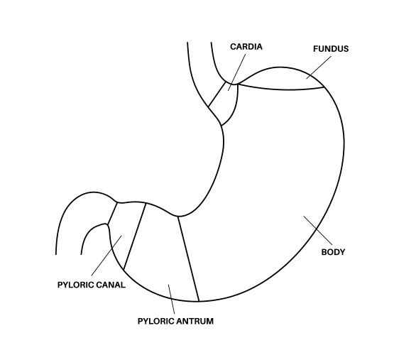 Stomach Anatomy Diagram Royalty Free Vector Image