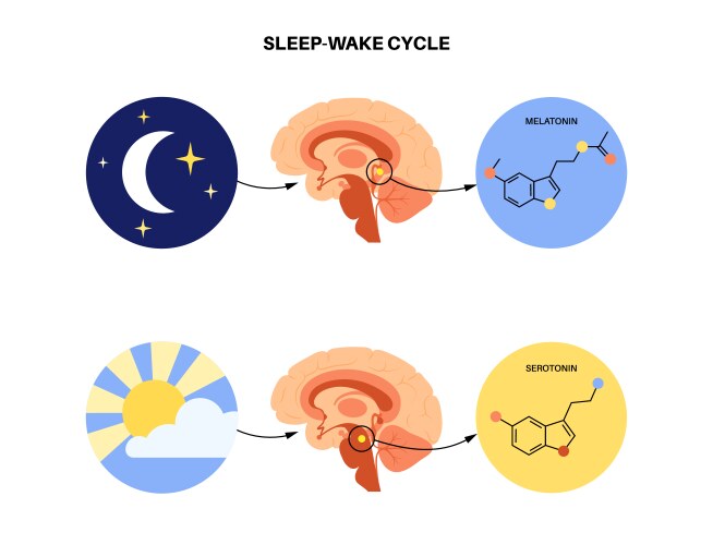 Circadian rhythm scheme sleep wake cycle Vector Image