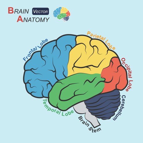 Human brain organ parts anatomy diagram colorful Vector Image