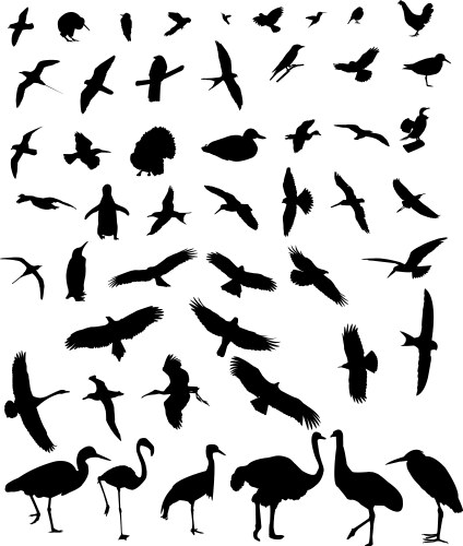 Bird Silhouettes - Collection of 50 Vector Image