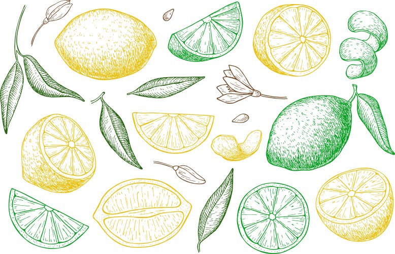 Hand drawn lemon vintage lime orange Royalty Free Vector