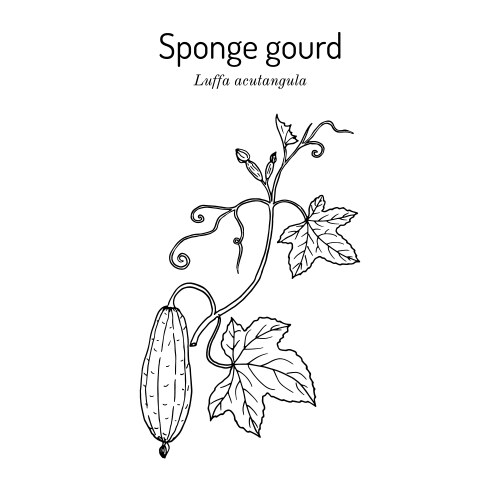 Loofah luffa acutangula or sponge gourd Vector Image
