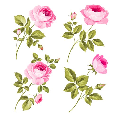 Rose Bud Collection - Floral Elements Vector Image