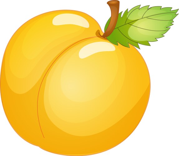 Apricot ripe juicy fruit Royalty Free Vector Image