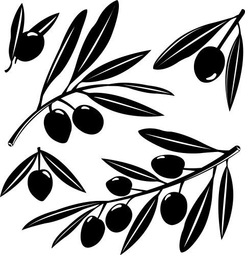 Olive Branches with Olives Vector Image