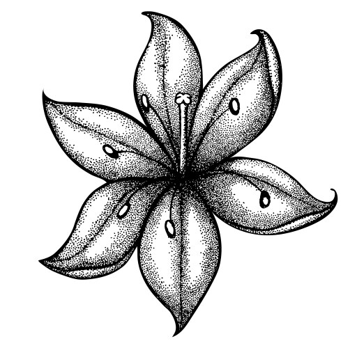 Lily painted in a graphic style points and lines Vector Image