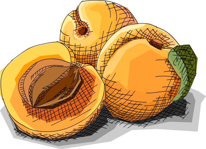 Cartoon apricot fruit Royalty Free Vector Image