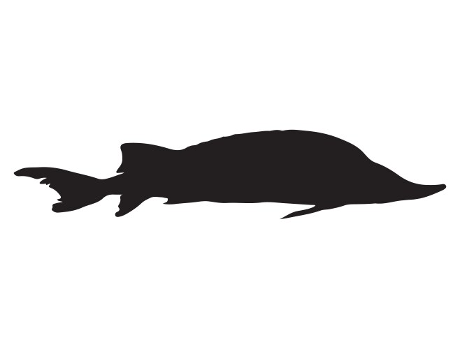 sturgeon fish silhouette art vector image