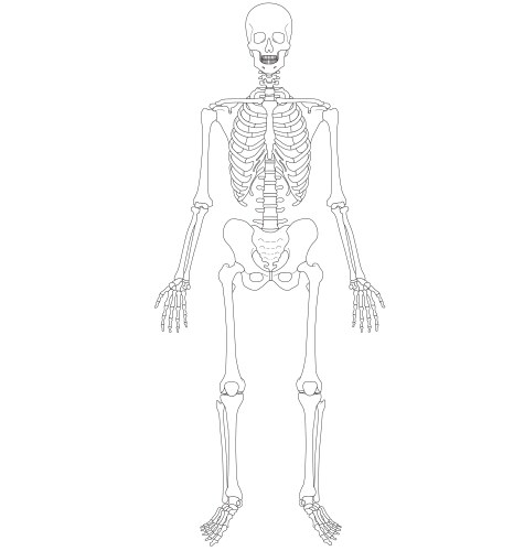 Skeleton from back human anatomy Royalty Free Vector Image