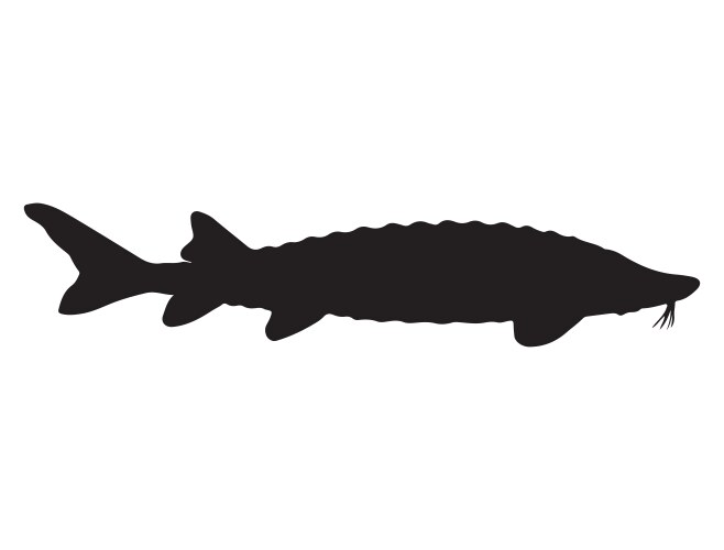 Sturgeon fish silhouette art vector image