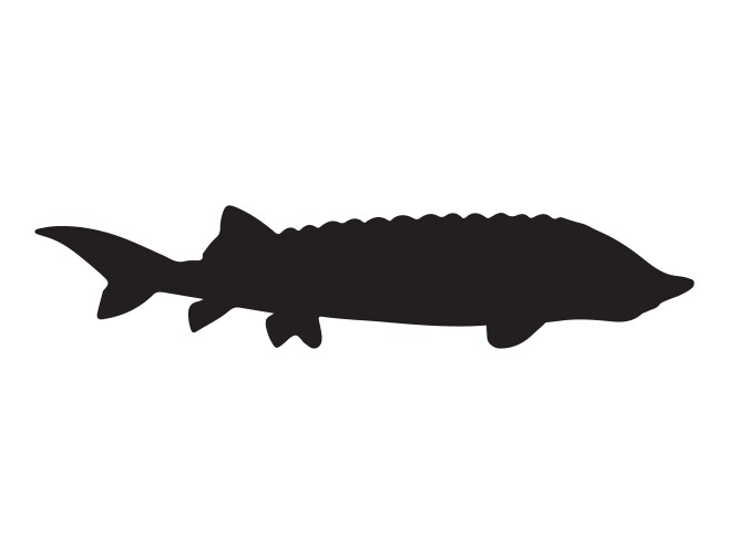 sturgeon fish silhouette art vector