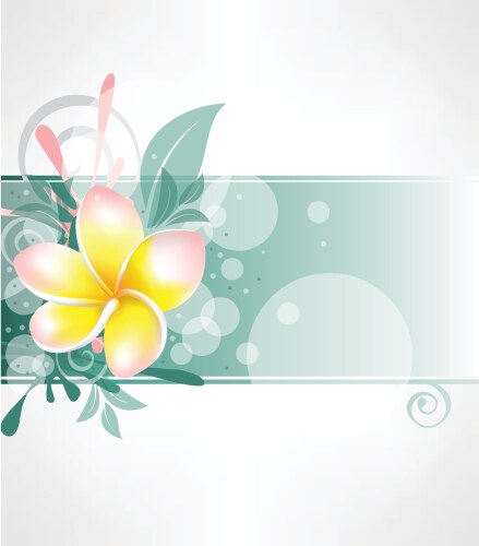White Plumeria Frangipani Flowers Royalty Free Vector Image