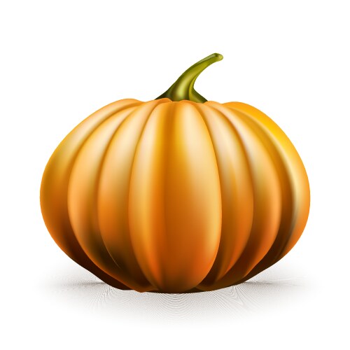 Pumpkin isolated on white background – Royalty-Free Vector | VectorStock