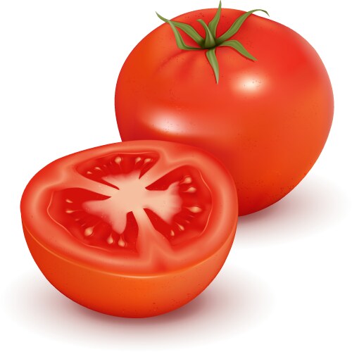 Tomato vector image