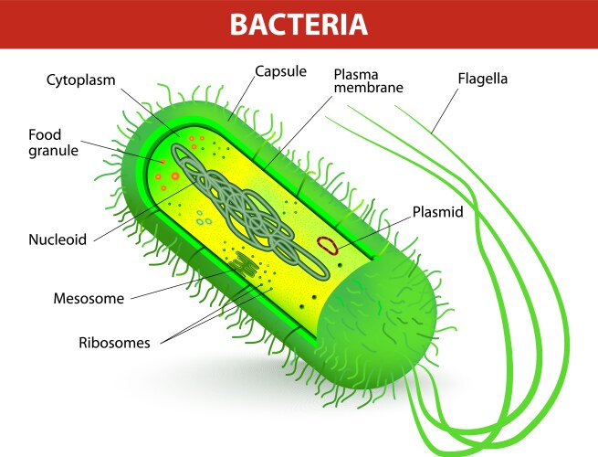 Types of bacteria Royalty Free Vector Image - VectorStock