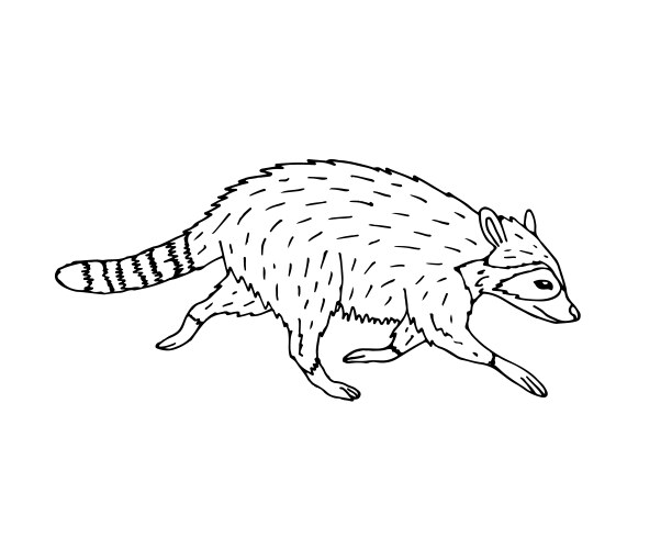 Hand drawn doodle sketch raccoon Vector Image