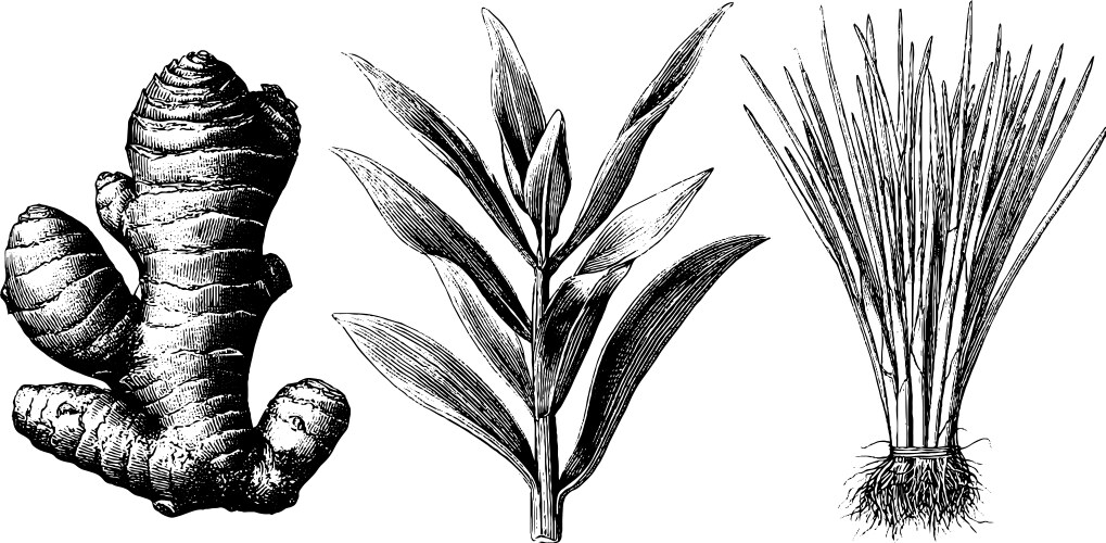 Detailed Ginger Root Botanical Engravings Vector Image