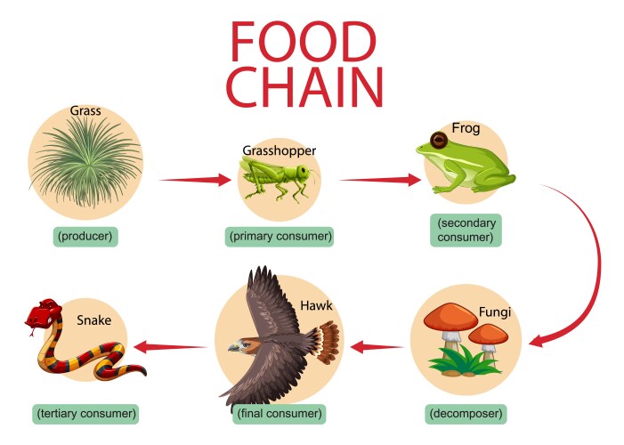 food chain diagram concept vector image