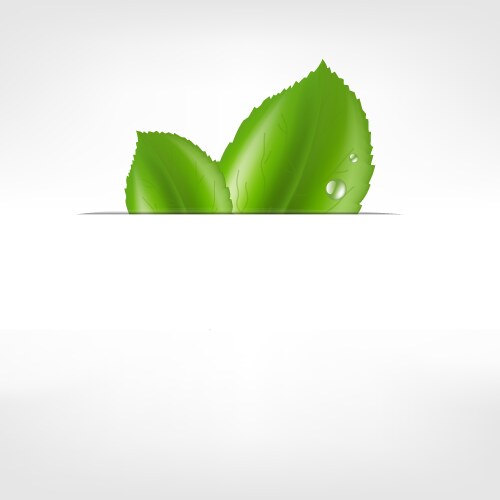Natural background with green spring leaves Vector Image