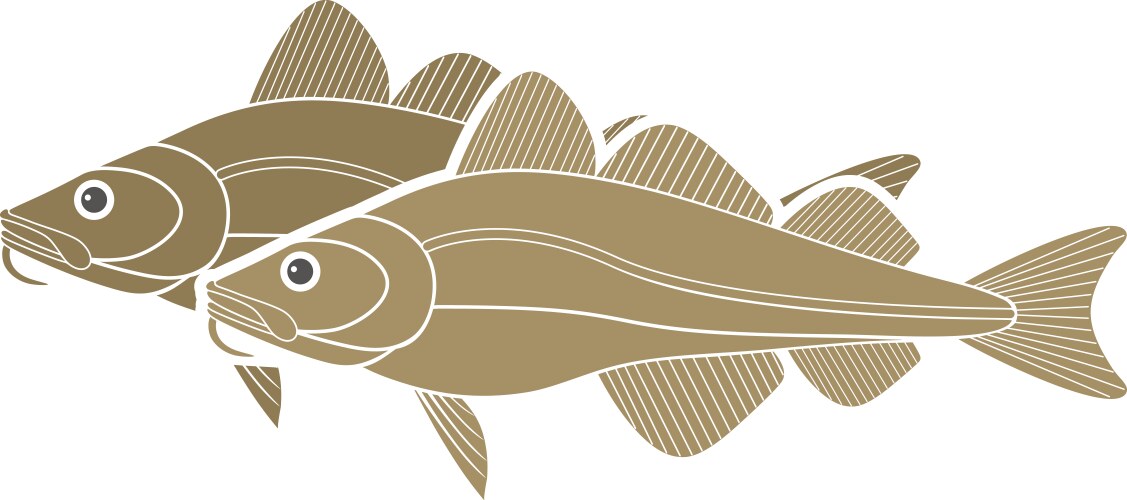 Atlantic Cod Fish Illustration – Royalty-Free Vector | VectorStock