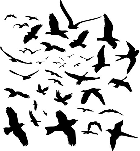Silhouetted Birds Vector Image