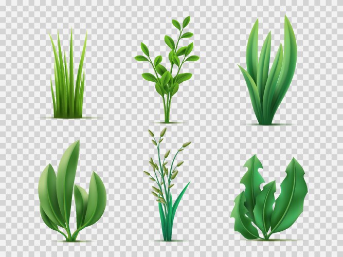 realistic spring grass green meadows plants vector image