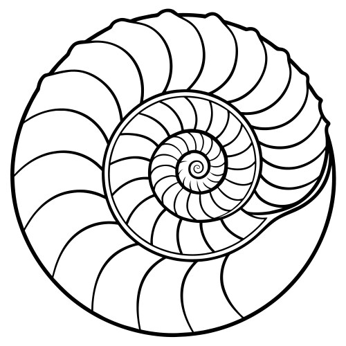 Shell Drawing Vector Images (over 33,000)