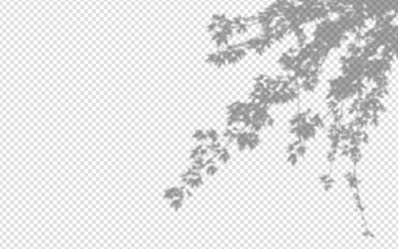 Shadow overlay from a maple tree branch isolated vector image