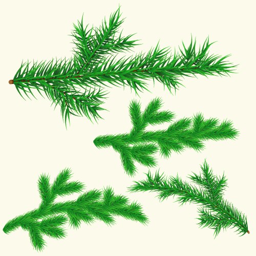 Watercolor green spruce frame with cones Vector Image