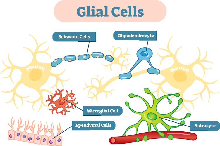 Nervous system glial cells schematic diagram vector image