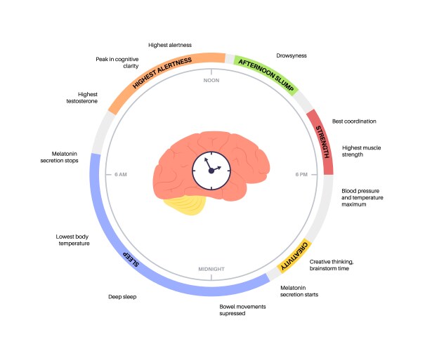 Sleep wake cycle Royalty Free Vector Image - VectorStock