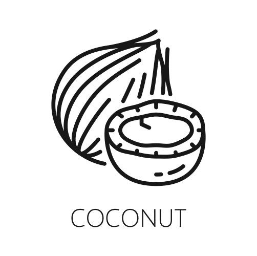 coconut fruit in nutshell isolate outline coco nut vector image