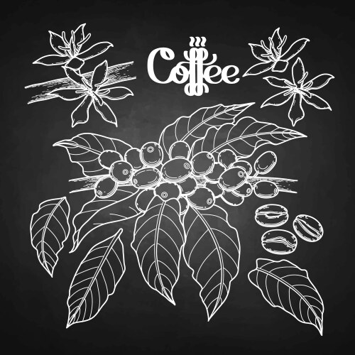 Coffee elements set Royalty Free Vector Image - VectorStock