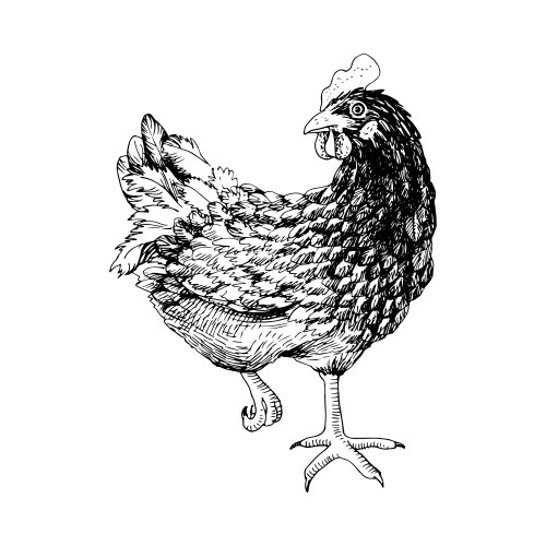 Chicken Outline Vector Images (over 36,000)