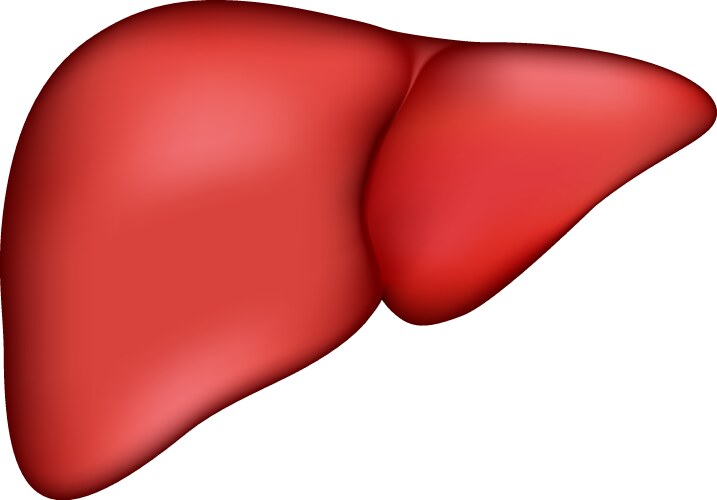 Realistic human liver medical vector image