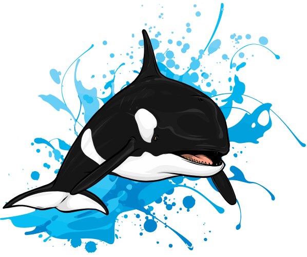 killer whale jumping out of water vector