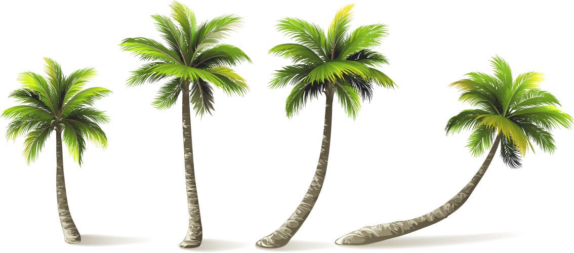 Palm trees set Royalty Free Vector Image - VectorStock