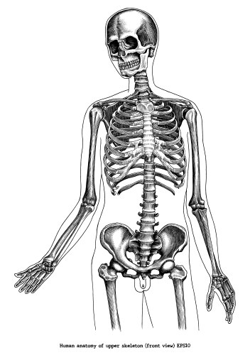 Human skeleton Royalty Free Vector Image VectorStock