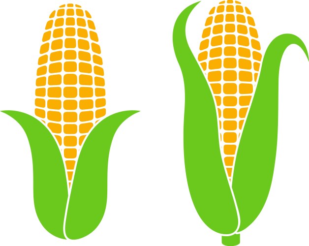 corn vector image