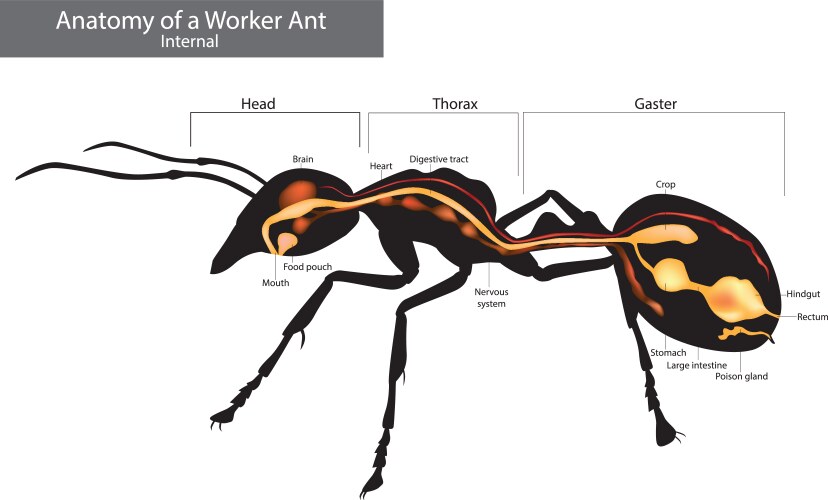 Anatomy Of The Ant Ant Anatomy: A Detailed Look At The Structure Of An