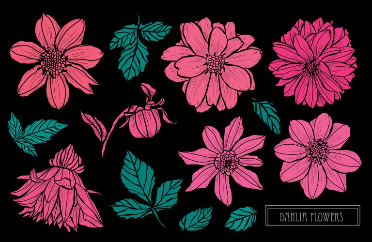 Hand Drawn Dahlia Flower Set Vector Image