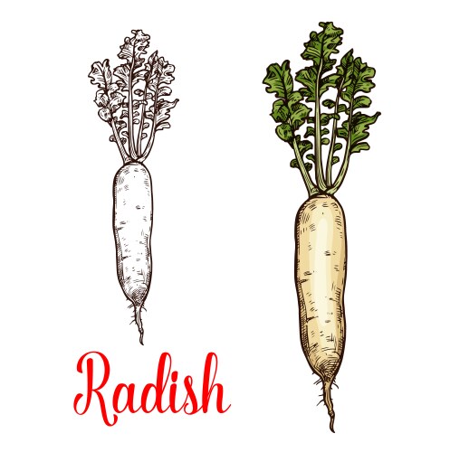 Radish Root Sketch vector image