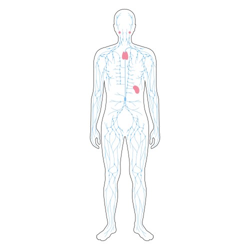 Lymphatic system concept Royalty Free Vector Image