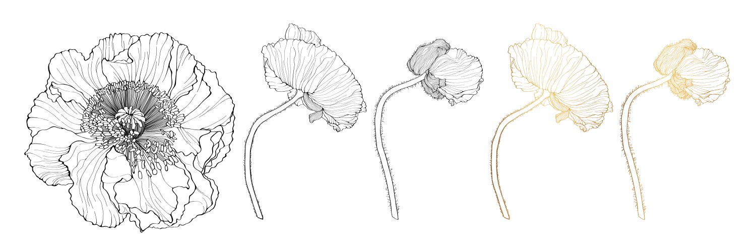 Poppies Line Drawing Vector Images (over 4 000)